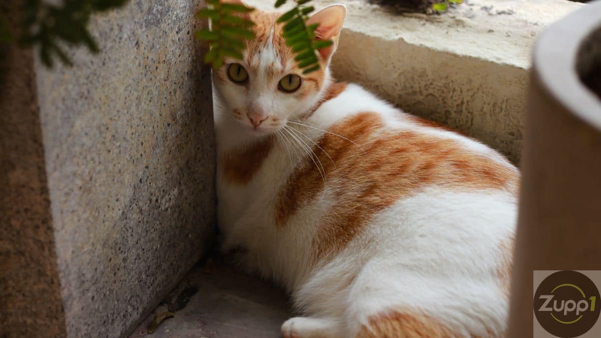 cuidados-gatos-apartamento